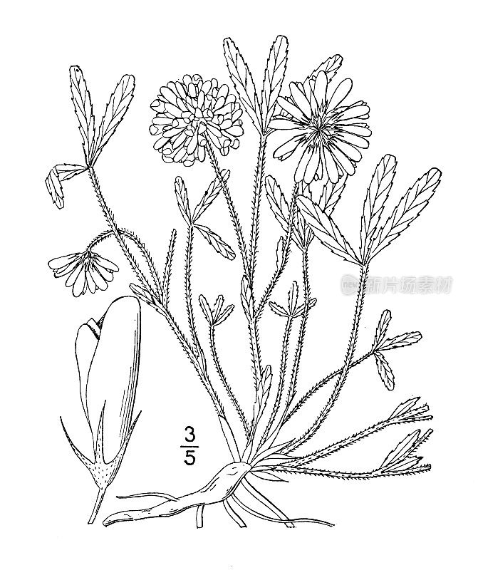 古植物学植物插图:Trifolium Virginicum, Prostrate Mountain clover